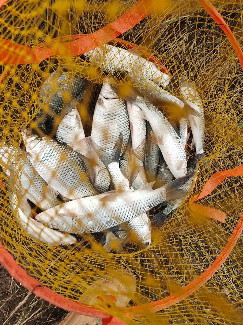 梦到钓到一条鱼_1