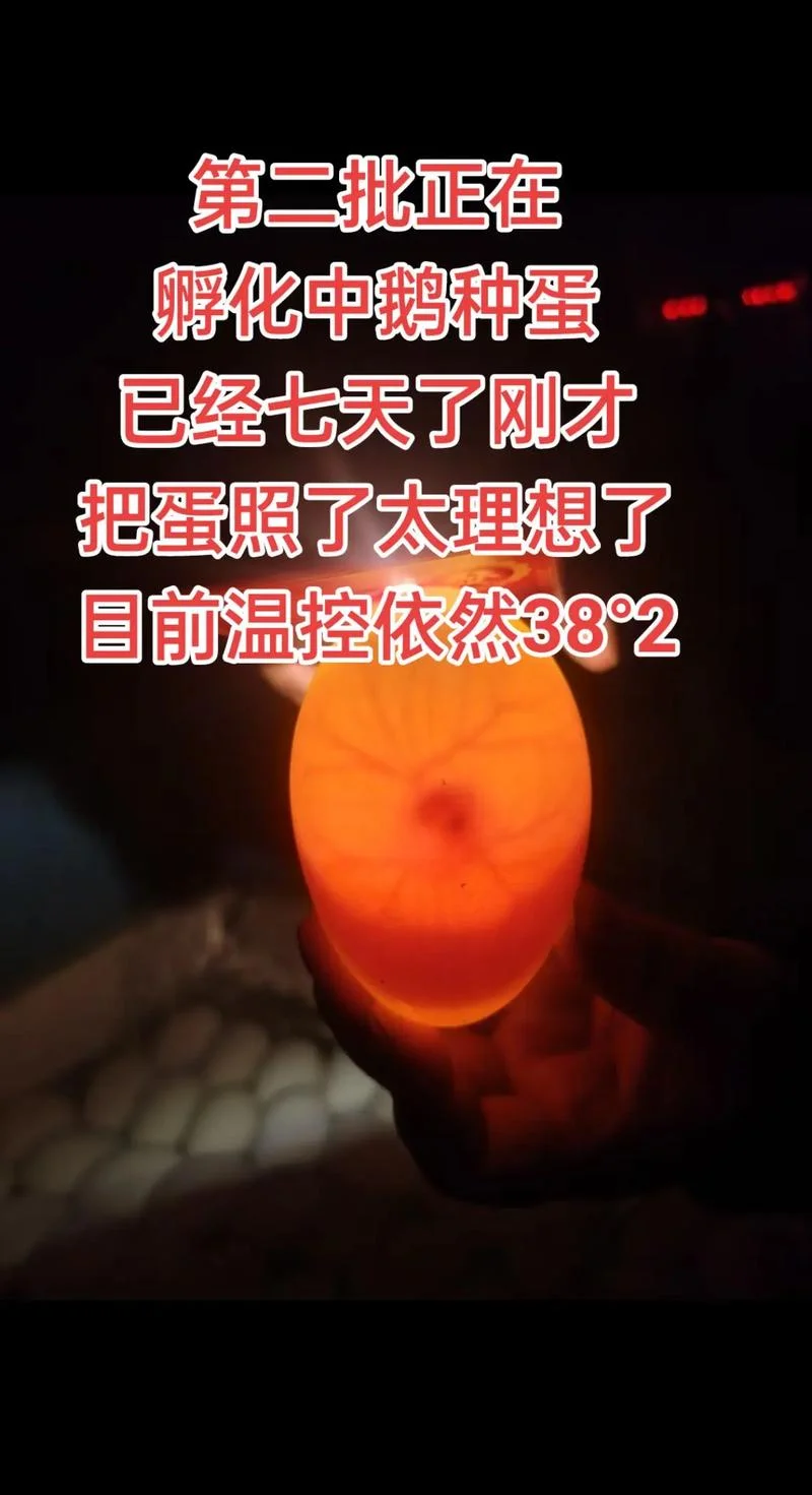 孕妇梦见鸭蛋孵出小鸭-孕妇梦孵鸭蛋生小鸭