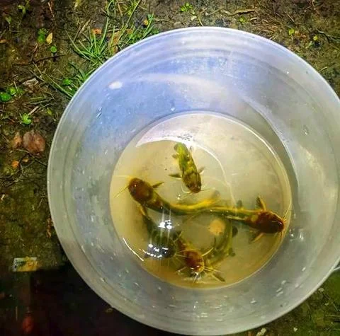 梦见在河里捞鱼是死的_2
