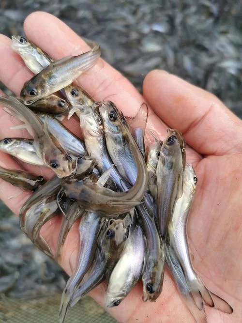 鱼苗一亩多少尾_2