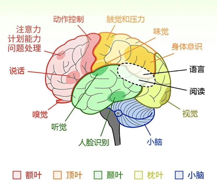 大脑地图英语怎么学-大脑英语如何学