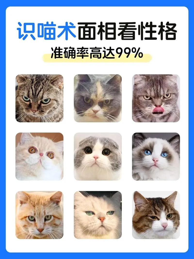 梦见好几只猫是什么预兆_1