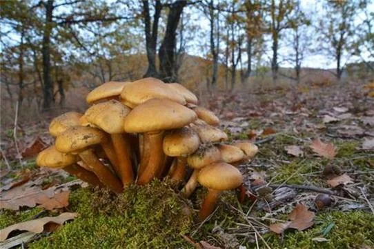 梦见很多蘑菇_2