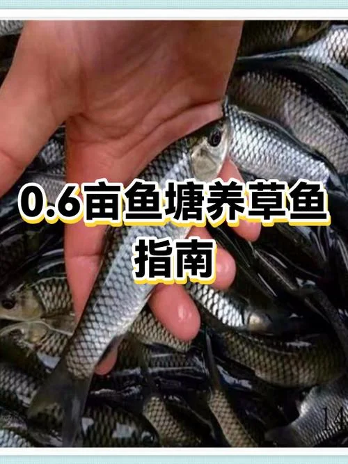 一亩鱼塘水深一米能养多少鱼_2