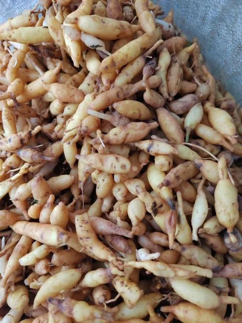 麦冬一亩地能挣多少钱_1