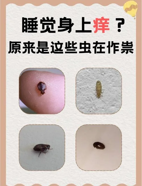 梦见很多虫子掉在身上_2