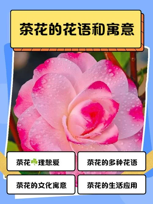 茶花女好词好句摘抄及感悟_1