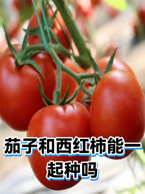 梦见摘茄子和青西红柿_1
