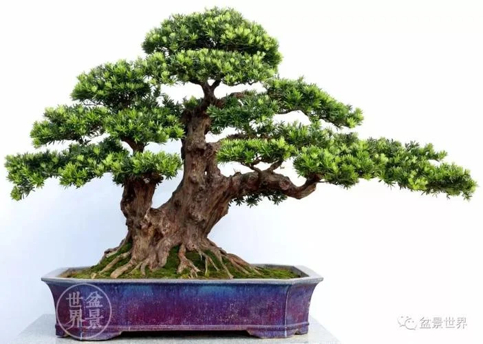 青萝托乔木出处-出自青萝托乔木