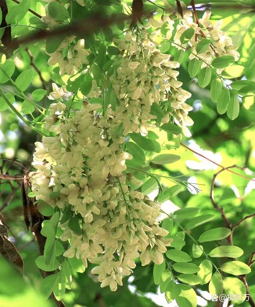 槐花几月开得最茂盛-槐花开最茂之时