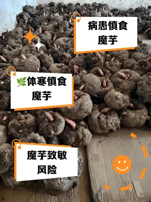 一亩魔芋收入是多少-魔芋一亩收入