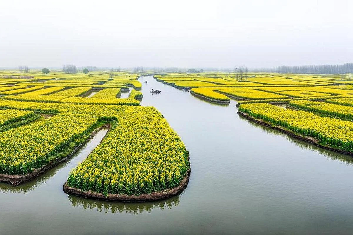 江苏油菜花景点介绍_2