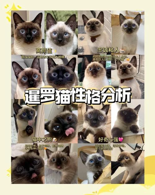 暹罗猫叫什么名字好听_1