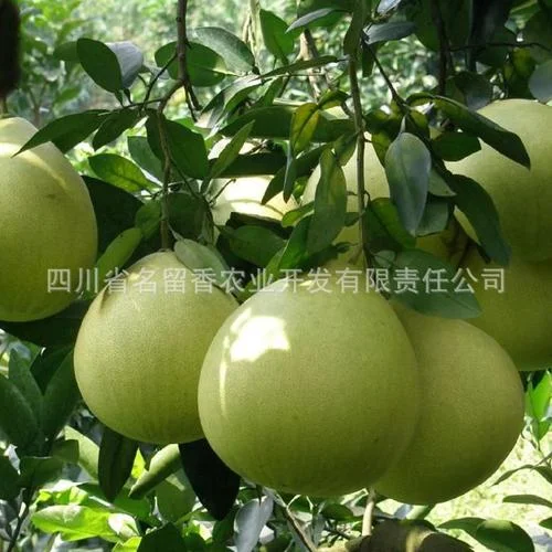 六盘水农业公司起名_2