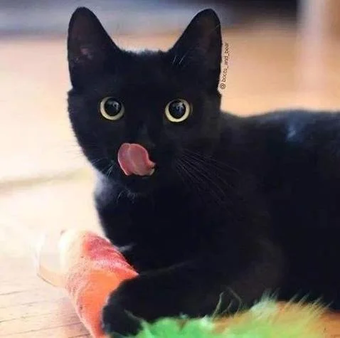 周公解梦梦见好多黑猫_2