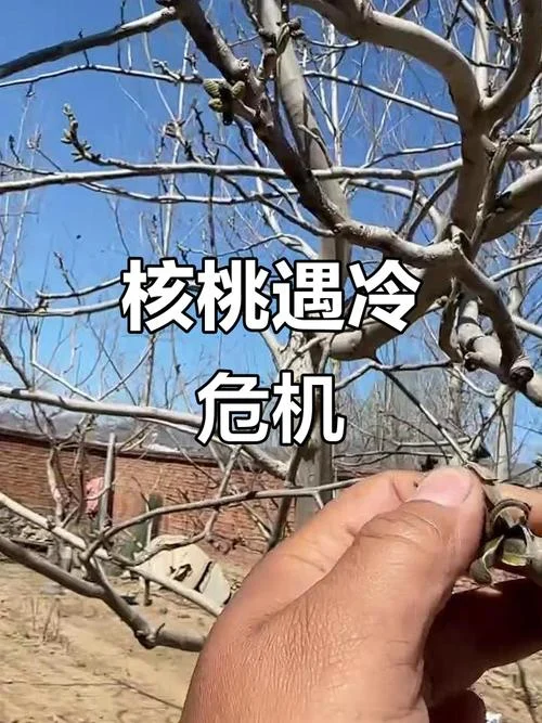 梦见核桃树倒了_2