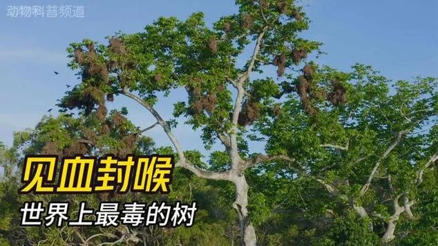 见血封喉树又叫什么树-见血封喉树别名树