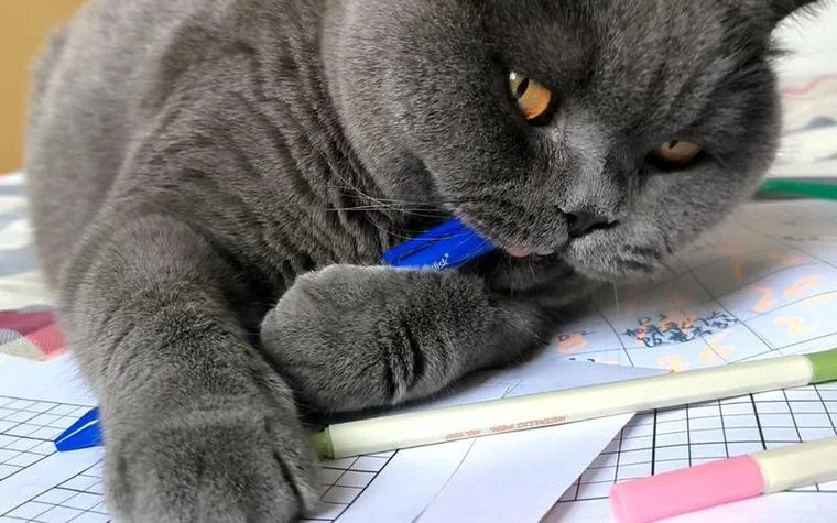 梦见让猫给咬了_1