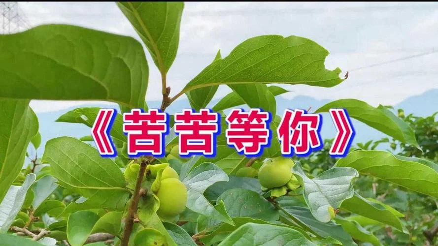 因为爱你我哭过笑过歌名叫什么_2
