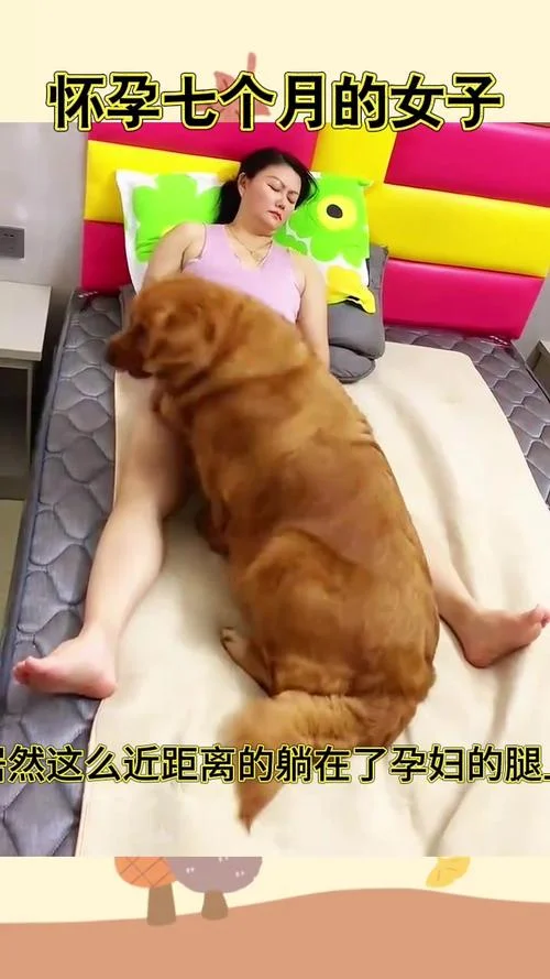 孕妇做梦梦到一群狗-孕妇梦见群狗