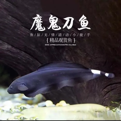 梦见黑色的鱼要死_1