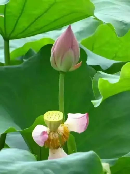 依依风荷举出自哪_2