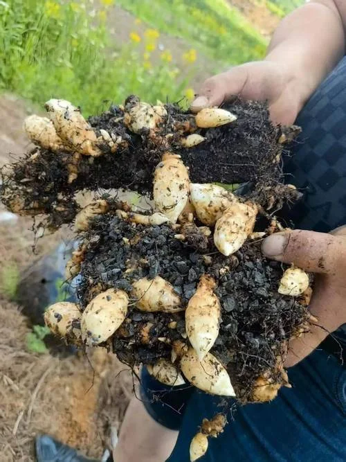 天麻一亩地产量多少_1