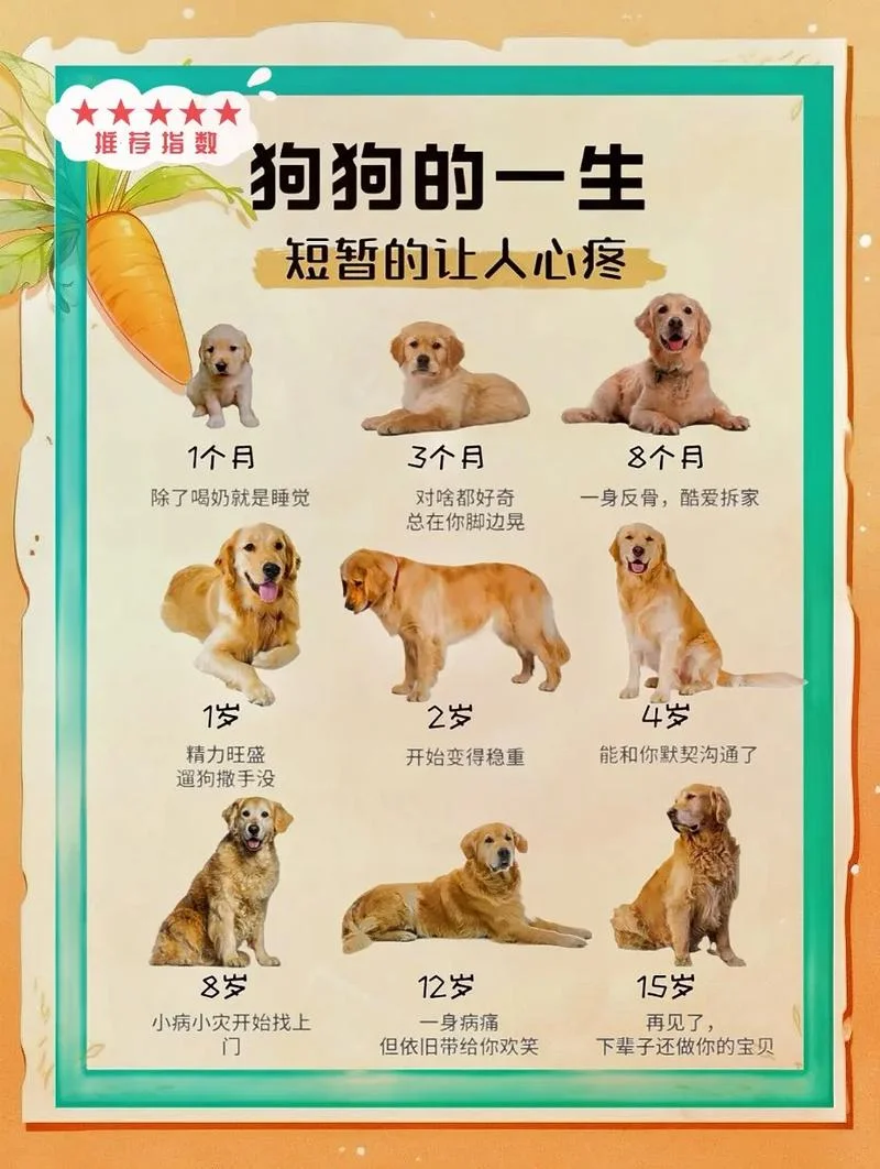 82年属狗几月出生最好_1