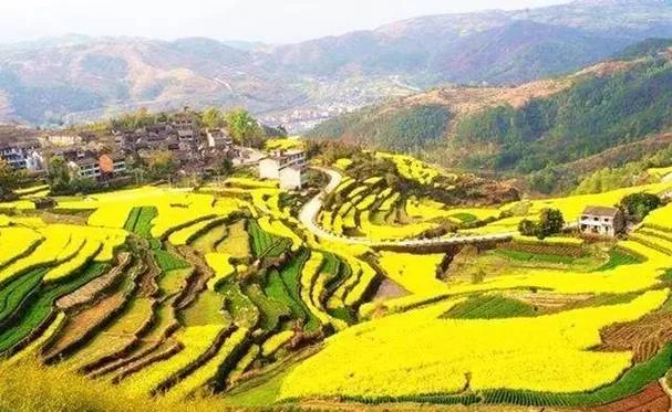 桑洲油菜花旅游攻略_2