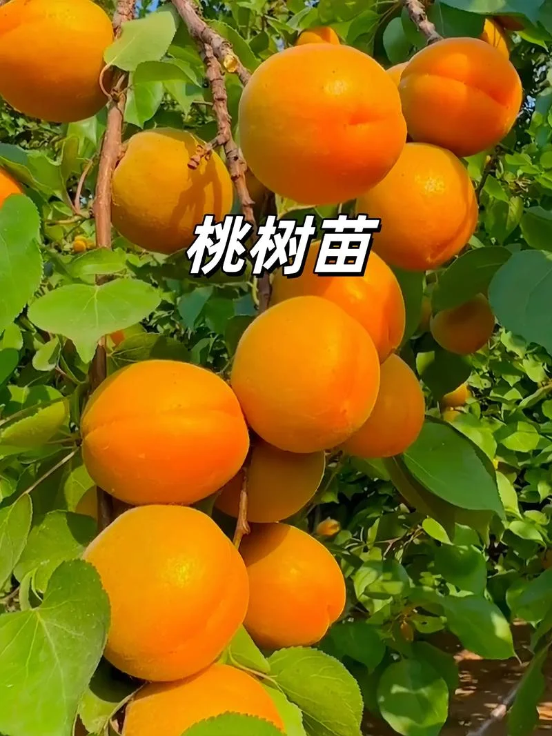 桃树几月种植-桃树最佳种植时间