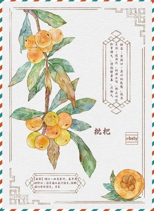 枇杷的包装设计怎么画_2