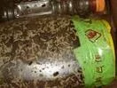 梦到好多蛆青蛙啥的_2