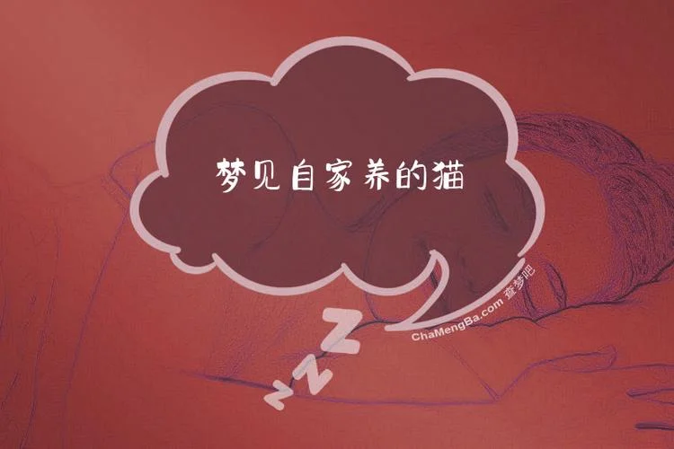 梦见以前养的猫-梦醒前猫