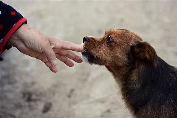 梦见两只狗咬我手-双犬噬手之梦