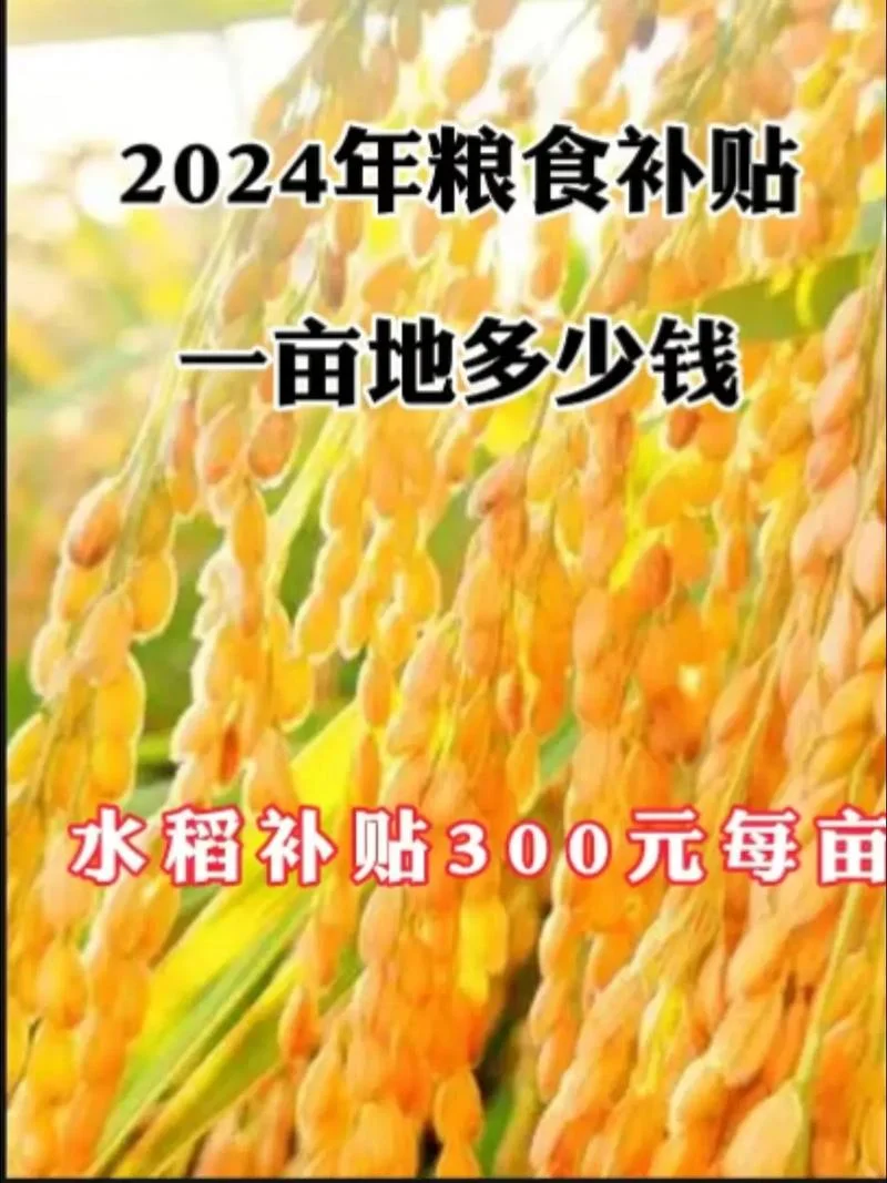 100亩水稻有多少利润_2