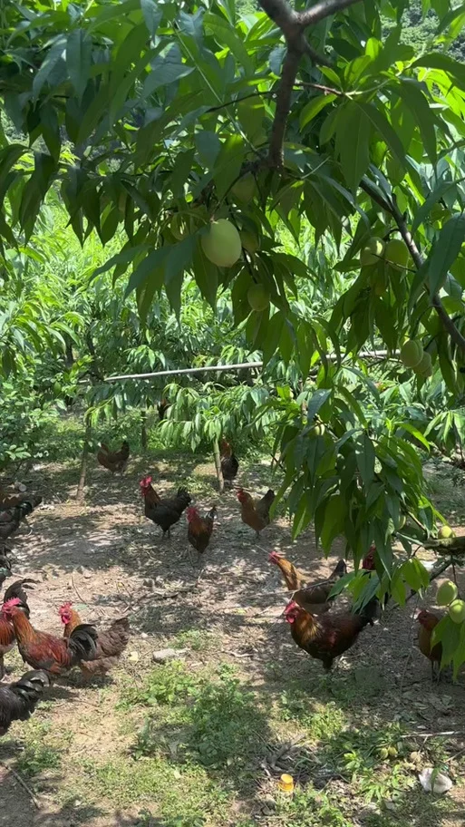 1亩果树适合多少养鸡_2