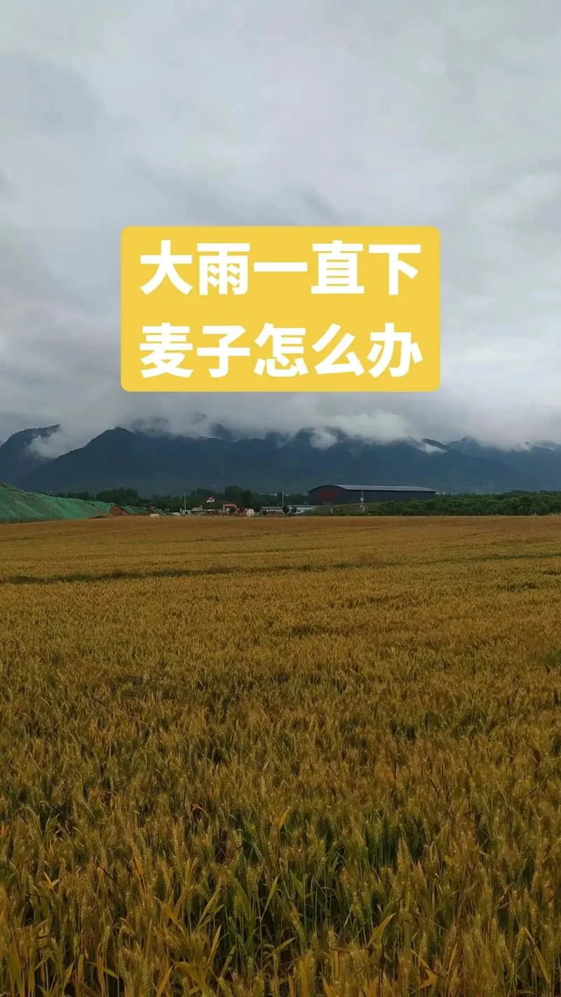 梦见麦子被大雨冲走了_1