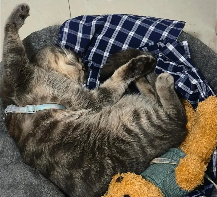 梦到养了猫-梦境中收养猫咪