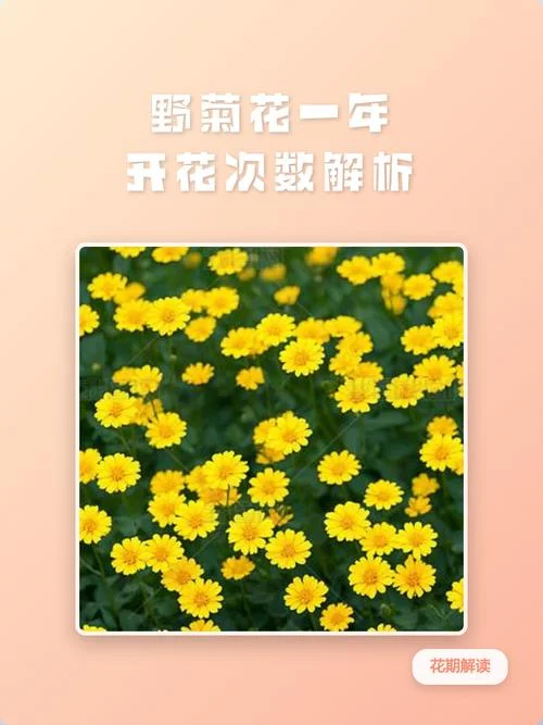 菊花是几月开花_1