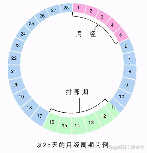 1号来月经什么时候是排卵期_2