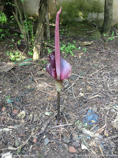 无叶花叫什么花_1