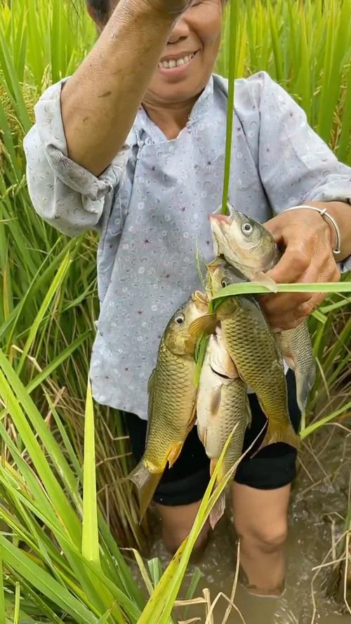 梦见在田里捉鱼_2
