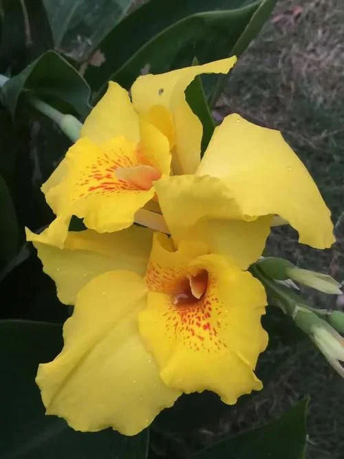 名花有主下一句怎么接_2