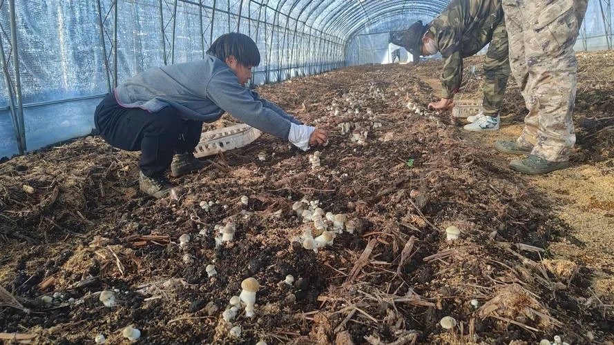 种植赤松茸一亩多少成本_1