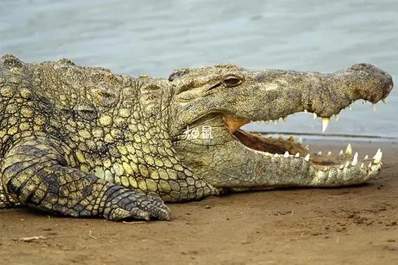 梦到被鳄鱼咬是什么意思_2