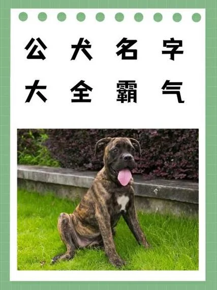 泰迪狗公犬起名字大全_1