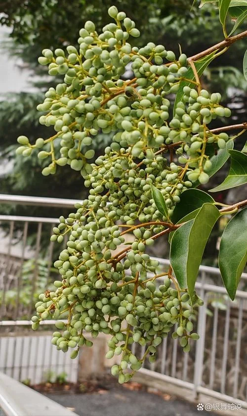 女贞子图片几月开花_1