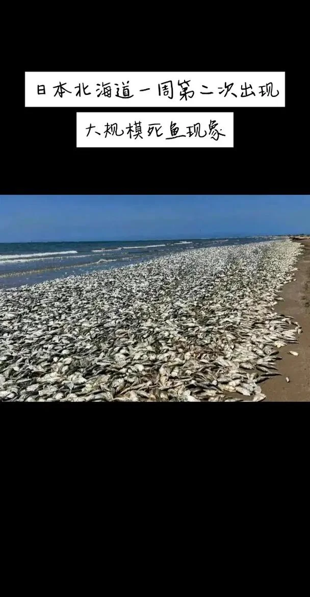 梦见死鱼全漂在地上_1