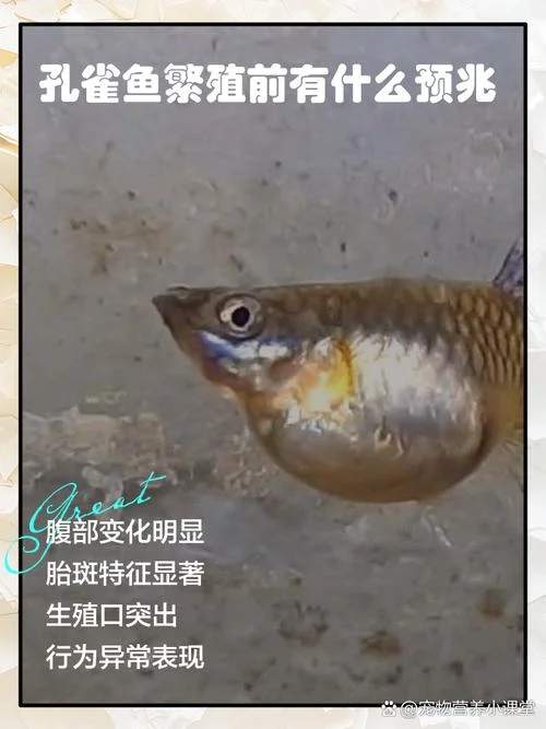 梦见去买鱼是什么预兆_2