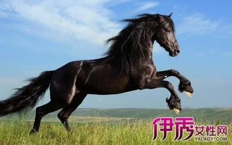 梦见马进屋是什么预兆_2